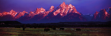 Teton Rose: Bison 2005 - Grand Teton NP, Wyoming - Huge Panorama - Thomas Mangelsen