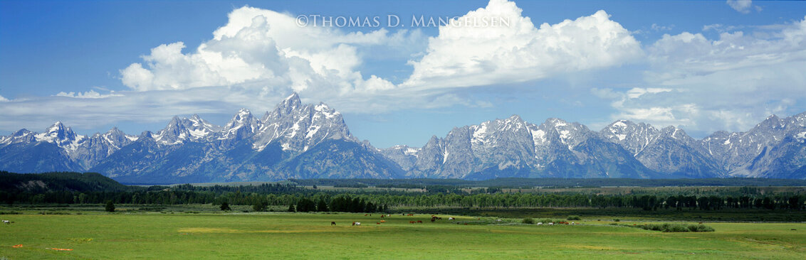 Summer Pastures - Huge Mural Size - Grand Teton NP, Wyoming - 31x76 Panorama by Thomas Mangelsen Summer Pastures - Huge Mural Size - Grand Teton NP, Wyoming - 31x76 Panorama by Thomas Mangelsen