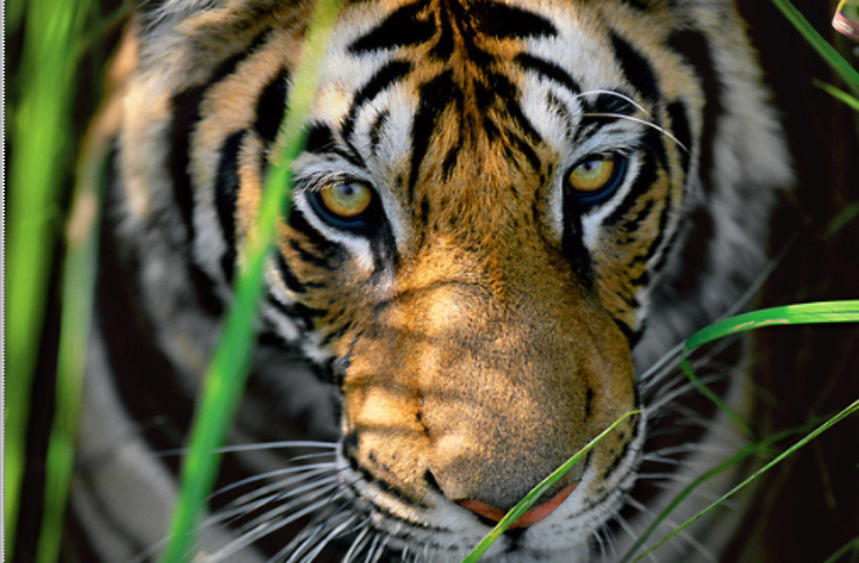 Tiger Eyes  Panorama by Thomas Mangelsen