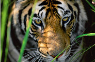 Tiger Eyes  Panorama by Thomas Mangelsen - 0