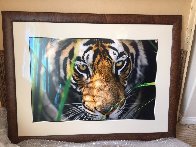 Tiger Eyes Panorama by Thomas Mangelsen - 2 Tiger Eyes Panorama by Thomas Mangelsen - 2