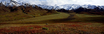 After the Ice Age - Grizzly Bear-Denali Panorama - Thomas Mangelsen After the Ice Age - Grizzly Bear-Denali Panorama - Thomas Mangelsen