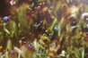 A Morning Breeze -  Huge 22x68 Panorama by Thomas Mangelsen - 4