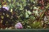 A Morning Breeze -  Huge 22x68 Panorama by Thomas Mangelsen - 5