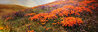 A Morning Breeze -  Huge 22x68 Panorama by Thomas Mangelsen - 1