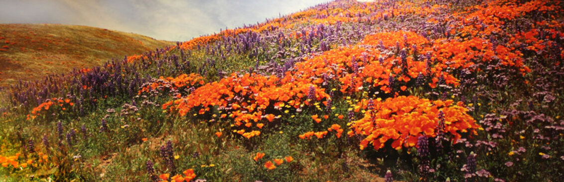 A Morning Breeze -  Huge Panorama by Thomas Mangelsen