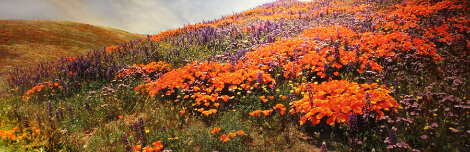 A Morning Breeze -  Huge Panorama - Thomas Mangelsen