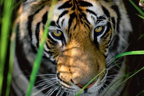 Tiger Eyes Panorama - Thomas Mangelsen