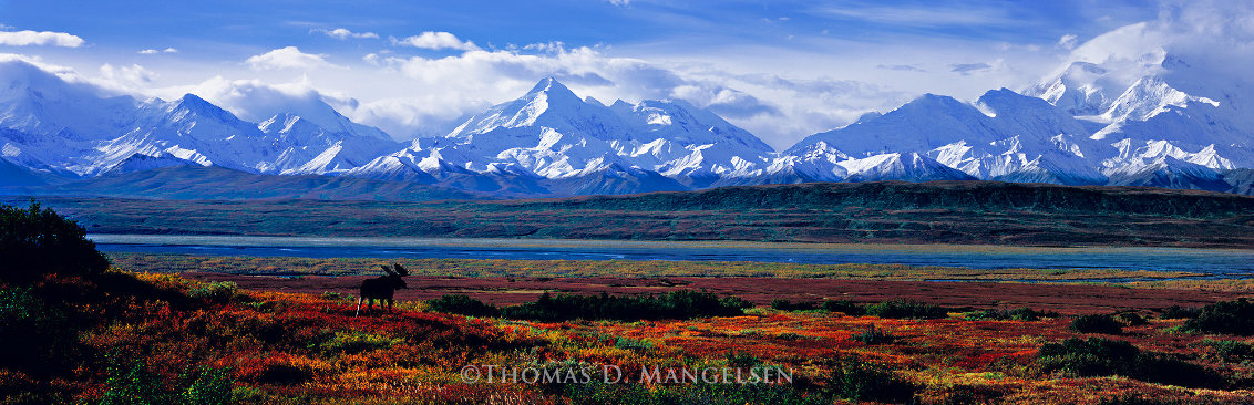 September Snows 2009 2M - Huge Mural Size - Alaska Panorama by Thomas Mangelsen