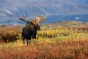 Challenge  - Elk Panorama by Thomas Mangelsen - 0