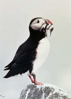 Atlantic Puffin Panorama - Thomas Mangelsen Atlantic Puffin Panorama - Thomas Mangelsen