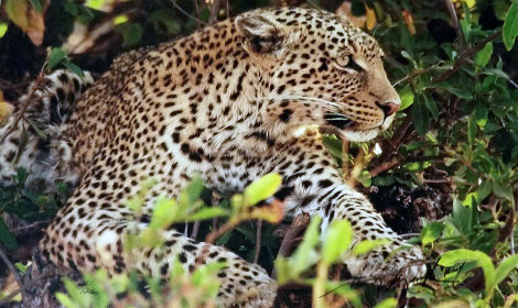Eye of the Leopard -Tarangire National Park, Tanzania Photography - Thomas Mangelsen