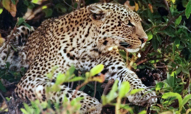 Eye of the Leopard -Tarangire National Park, Tanzania Photography by Thomas Mangelsen