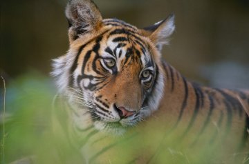 Tiger Fire Panorama - Thomas Mangelsen Tiger Fire Panorama - Thomas Mangelsen