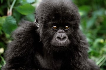 Baby Face - Mountain Gorilla Panorama - Thomas Mangelsen Baby Face - Mountain Gorilla Panorama - Thomas Mangelsen