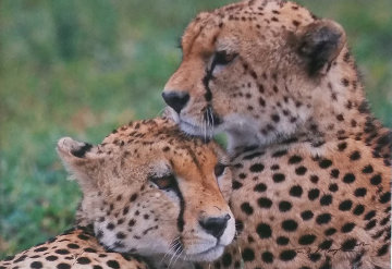 Bond - Cheetahs Panorama - Thomas Mangelsen Bond - Cheetahs Panorama - Thomas Mangelsen