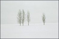 Winter Aspens   Panorama by Thomas Mangelsen - 1