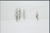 Winter Aspens   Panorama by Thomas Mangelsen - 1