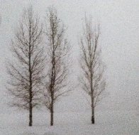 Winter Aspens Panorama by Thomas Mangelsen - 2 Winter Aspens Panorama by Thomas Mangelsen - 2