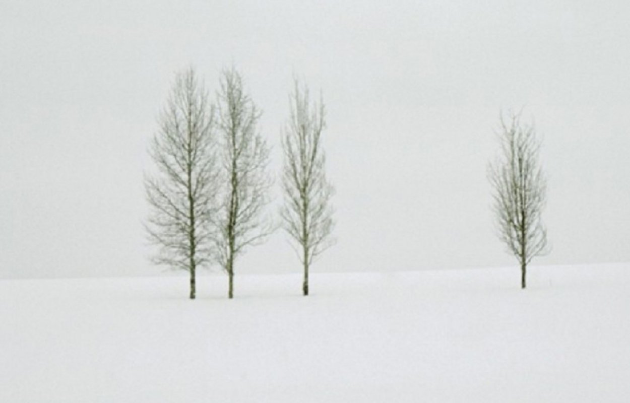Winter Aspens Panorama by Thomas Mangelsen Winter Aspens Panorama by Thomas Mangelsen