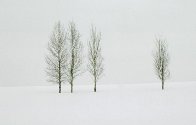 Winter Aspens   Panorama by Thomas Mangelsen - 0