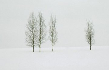 Winter Aspens Panorama - Thomas Mangelsen Winter Aspens Panorama - Thomas Mangelsen