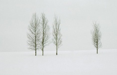 Winter Aspens Panorama - Thomas Mangelsen