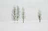 Winter Aspens   Panorama by Thomas Mangelsen - 0