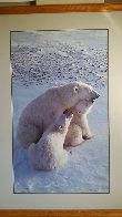 Mother's Love (Polar Bear) Huge Panorama by Thomas Mangelsen - 1 Mother's Love (Polar Bear) Huge Panorama by Thomas Mangelsen - 1
