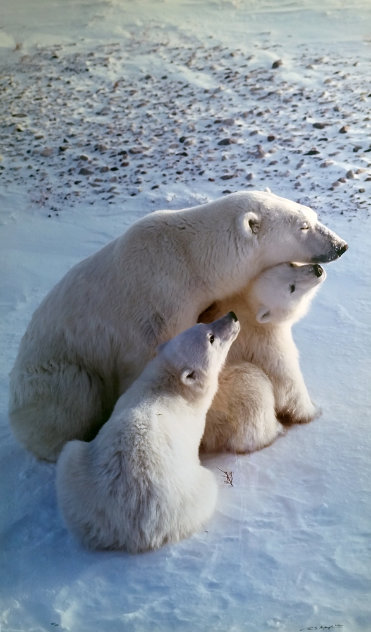 Mother's Love (Polar Bear) Huge Panorama by Thomas Mangelsen