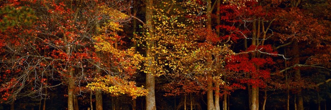 Colors of the Smokies Panorama by Thomas Mangelsen Colors of the Smokies Panorama by Thomas Mangelsen