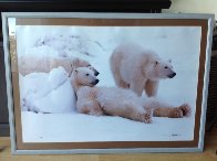 Bad Boys of the Arctic - Huge 2M  Panorama by Thomas Mangelsen - 1