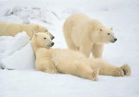 Bad Boys of the Arctic - Huge 2M  Panorama by Thomas Mangelsen - 0