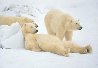 Bad Boys of the Arctic - Huge 2M Panorama by Thomas Mangelsen - 0