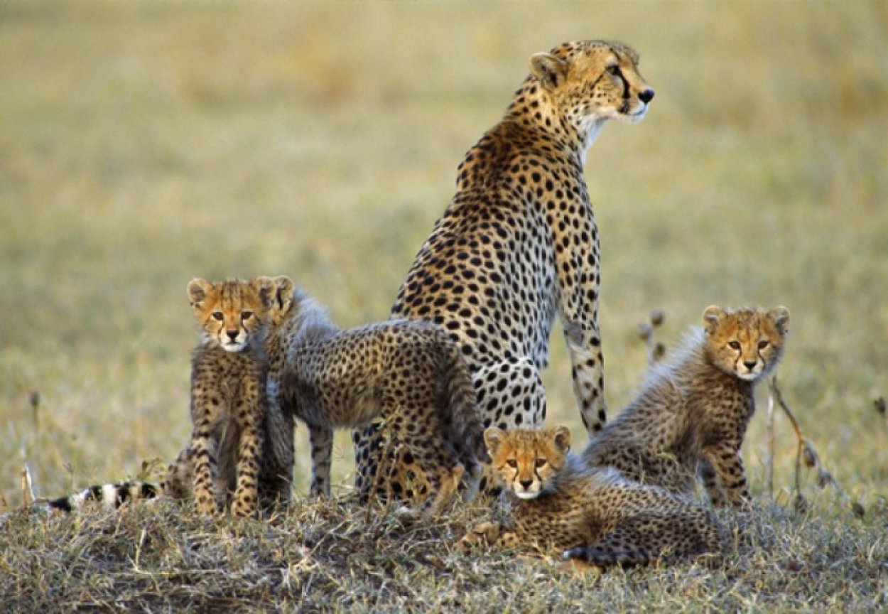 Dry Season, Cheetahs - Huge 1.5M  Panorama by Thomas Mangelsen