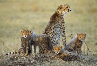 Dry Season, Cheetahs - Huge 1.5M  Panorama by Thomas Mangelsen - 0