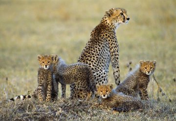 Dry Season, Cheetahs - Huge 1.5M  Panorama - Thomas Mangelsen