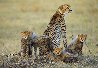 Dry Season, Cheetahs - Huge 1.5M Panorama by Thomas Mangelsen - 0