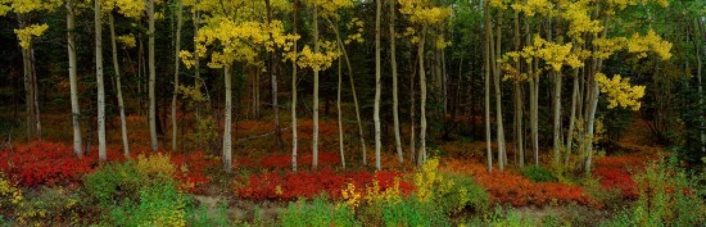 Among the Aspens Panorama by Thomas Mangelsen Among the Aspens Panorama by Thomas Mangelsen