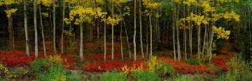 Among the Aspens Panorama - Thomas Mangelsen Among the Aspens Panorama - Thomas Mangelsen