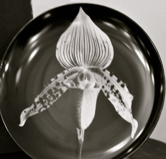 Orchid Porcelain Plate 1989 Sculpture - Robert Mapplethorpe Orchid Porcelain Plate 1989 Sculpture - Robert Mapplethorpe