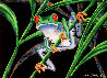 Red Eyed Tree Frog - Huge Limited Edition Print by Michael David Ward - 0