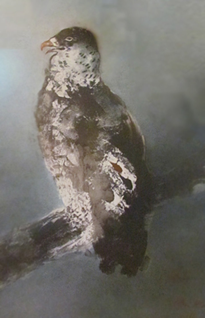 Falcon on Branch Limited Edition Print by Kaiko Moti Falcon on Branch Limited Edition Print by Kaiko Moti