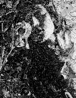 White Iris After Edward Weston 2012 Photography by Vik Muniz - 0 White Iris After Edward Weston 2012 Photography by Vik Muniz - 0