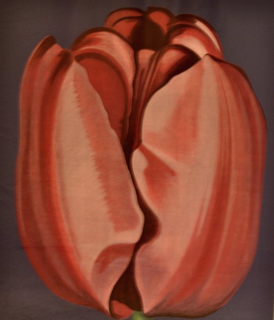 Tulip 1977 Limited Edition Print by Lowell Blair Nesbitt