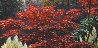 Japanese Maple 1998 34x40 Original Painting by Henry Peeters - 4