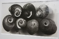 Seven Shells, New York, May 2002 Unique Photography by Irving Penn - 3 Seven Shells, New York, May 2002 Unique Photography by Irving Penn - 3