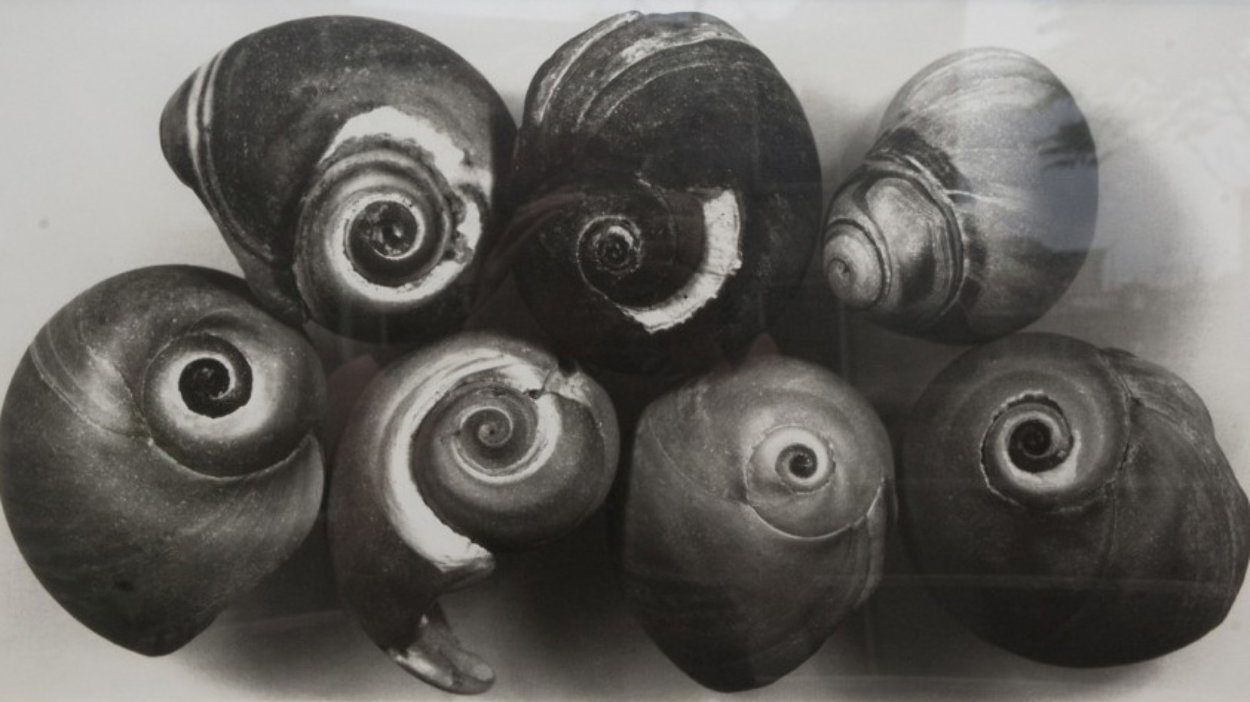 Seven Shells, New York, May 2002 Unique Photography by Irving Penn