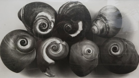 Seven Shells, New York, May 2002 Unique Photography - Irving Penn