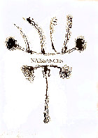 Naissances. B.649 (Corps Perdu Lot 659). Edition: Nubat 1950 HS Limited Edition Print by Pablo Picasso - 0